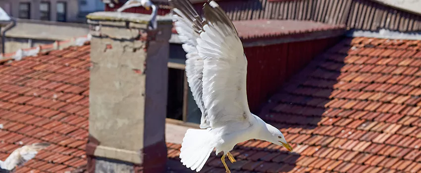 Residential Chimney Animal Removal Solution in Rapid City, SD