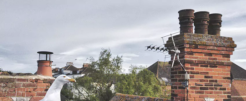 Chimney Cleaning And Restoration in Rapid City, South Dakota